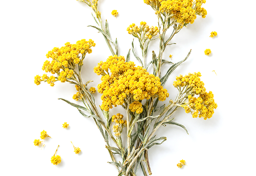 HELICHRYSUM