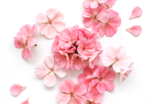 ROSE GERANIUM