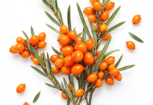 SEA BUCKTHORN
