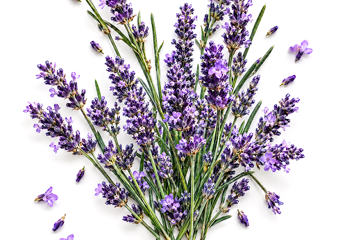 LAVENDER