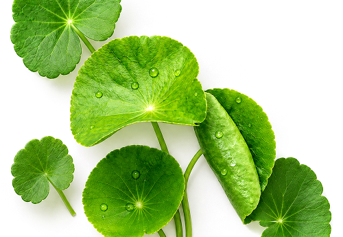 CENTELLA ASIATICA