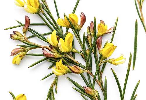 ROOIBOS