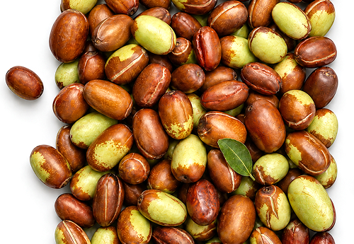 JOJOBA