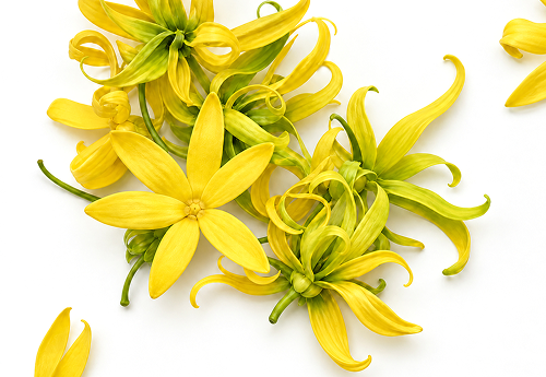 YLANG-YLANG