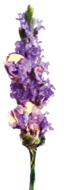 BAKUCHIOL
