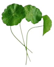 CENTELLA ASIATICA