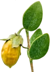 JOJOBA