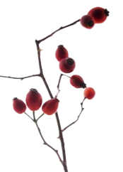 HIGH-ALTITUDE ROSEHIP