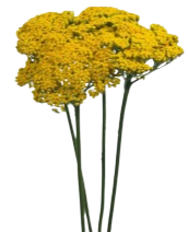 WILD-HARVESTEED HELICHRYSUM