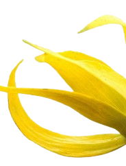 YLANG-YLANG